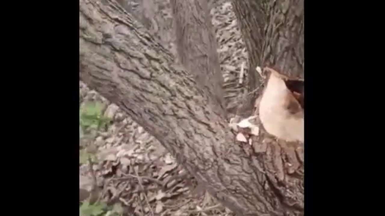 Beaver and Tree