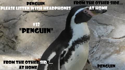 EVP Spirits Saying The Hard To Pronounce Word PENGUIN Afterlife Communication