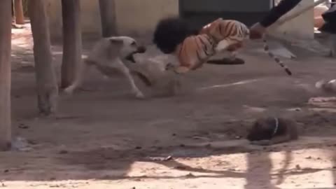 Funny Animal Videos 2023 😂