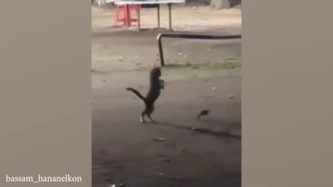 The funniest unexpected CAT MOMENTS on earth!