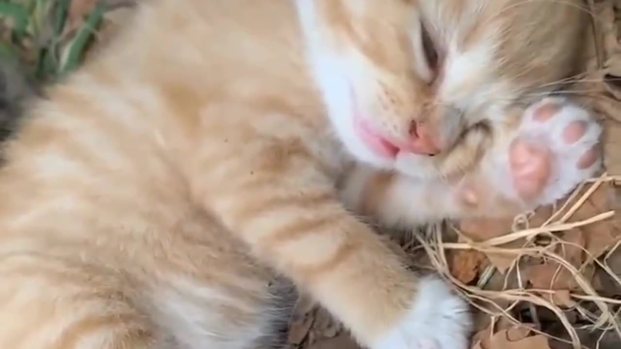 Sleeping Beauty 😍 Sleeping Cat Video 📸