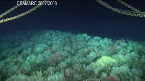 Corals from Antarctica