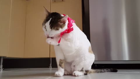 Cat washing itself