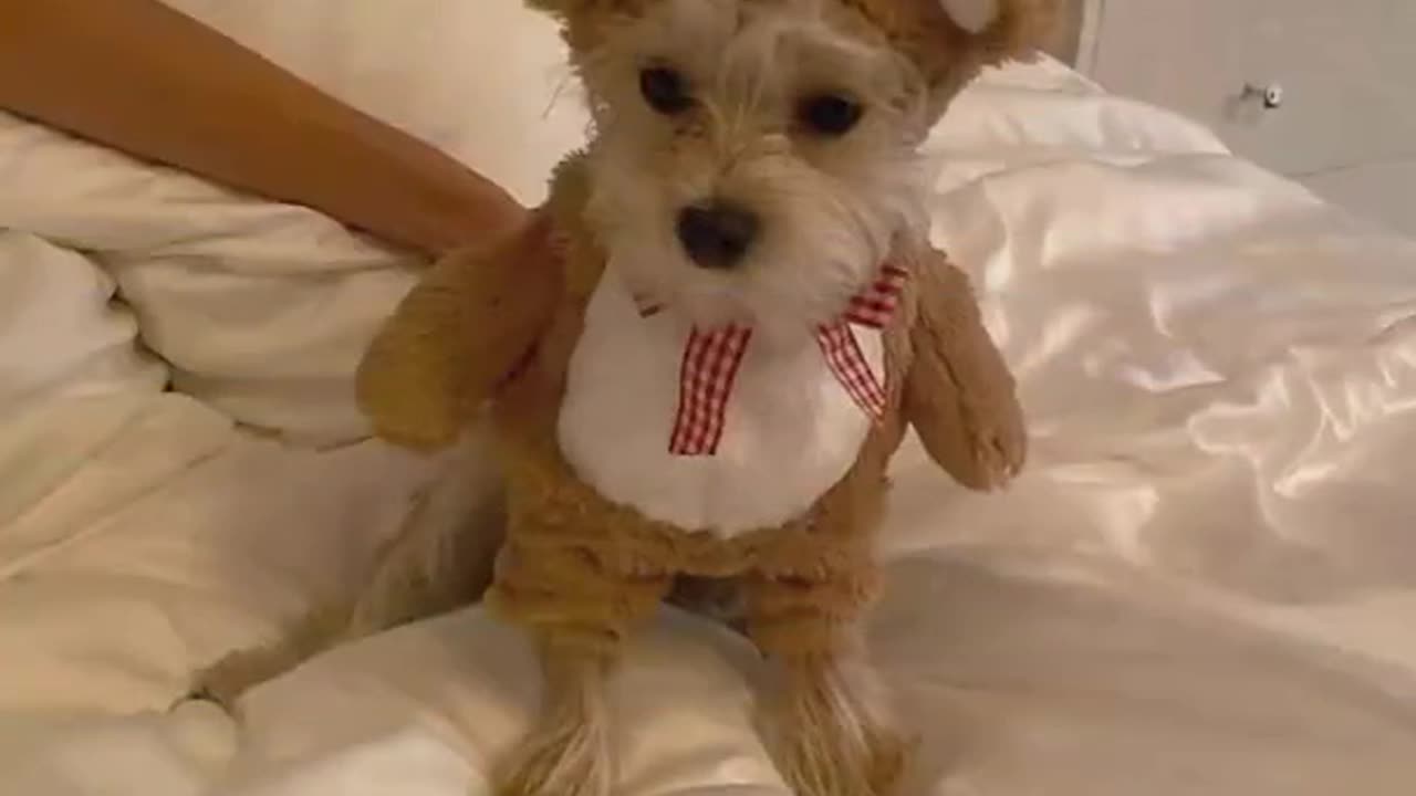 See what fancy Halloween costume Bieber and Haley have come up with for their terrier!