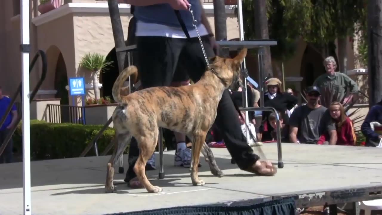 Can You Handle the Cuteness? The Cutest Dog Contest is Here