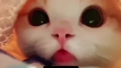 Whiskers and Giggles: The Funniest Cat Compilation Ever!