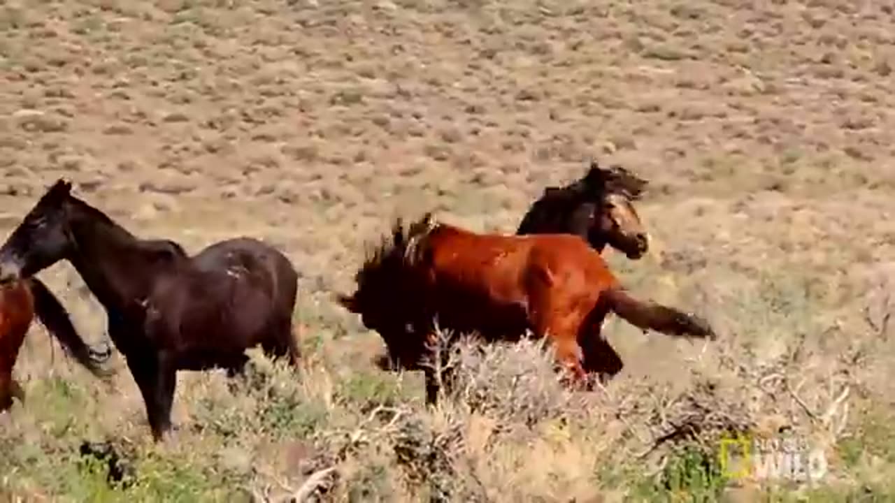 That's Some Dangerous Horseplay | Animal Fight Night