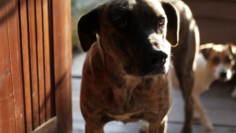 Adorable Dogs