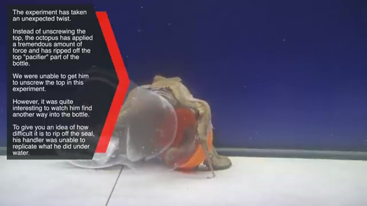 Octopus Intelligence Experiment Takes an Unexpected Turn