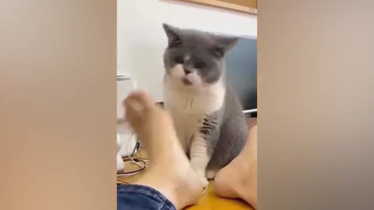 Funny Cute cat - Most funniest Cat