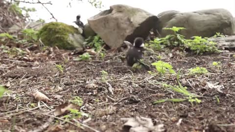 Duckling jump