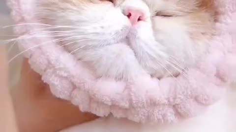 How ti be a beautifut cat😼#pet #massage #beauty #catsoftiktok #animals #fyp