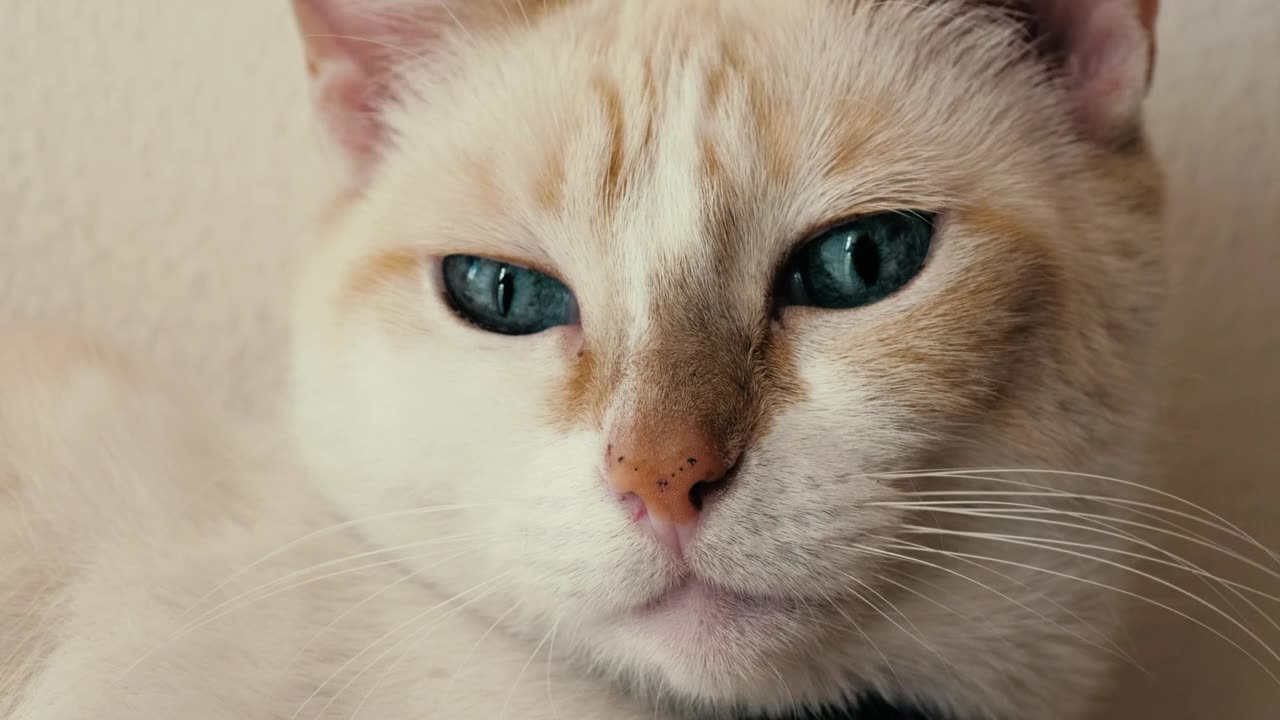 blue-eyed cat with White complexion