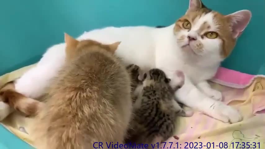 Mother cat runs to feed newborn kittens, adopted kitten follows her