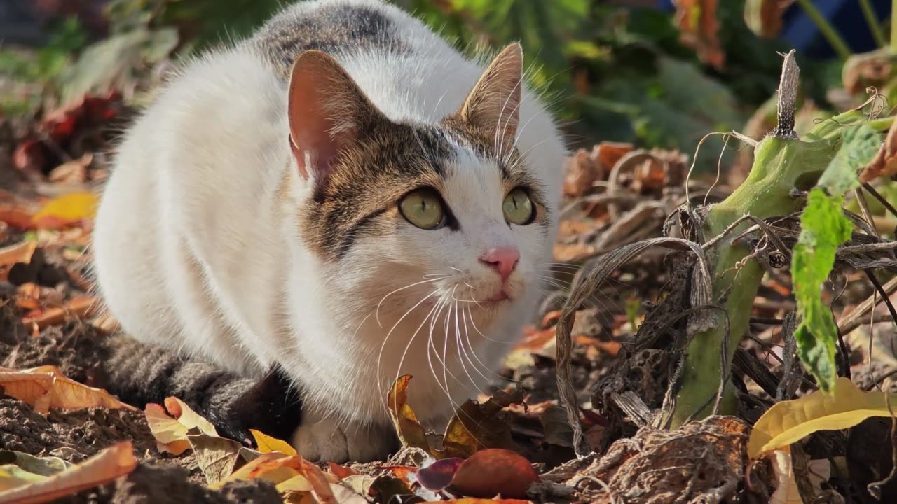 Up Close and Personal: Exploring the Beauty of Cats