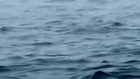 A whale of a time