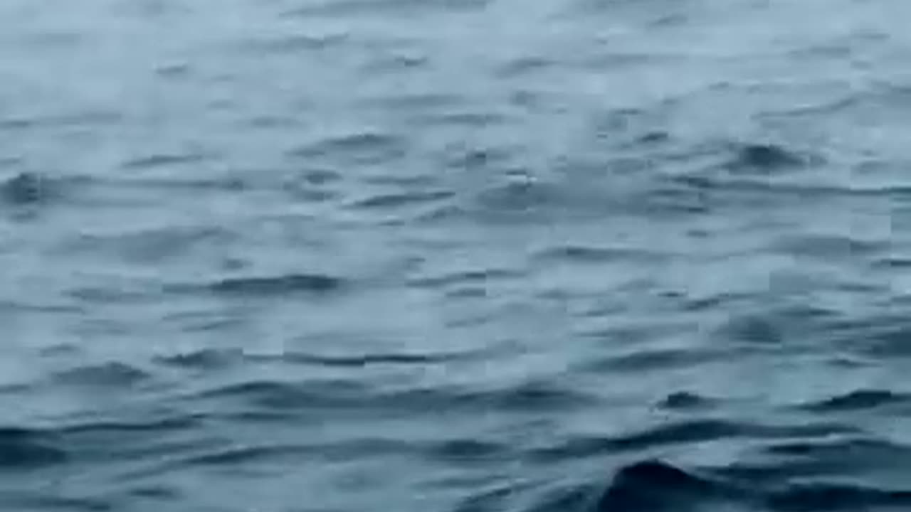 A whale of a time