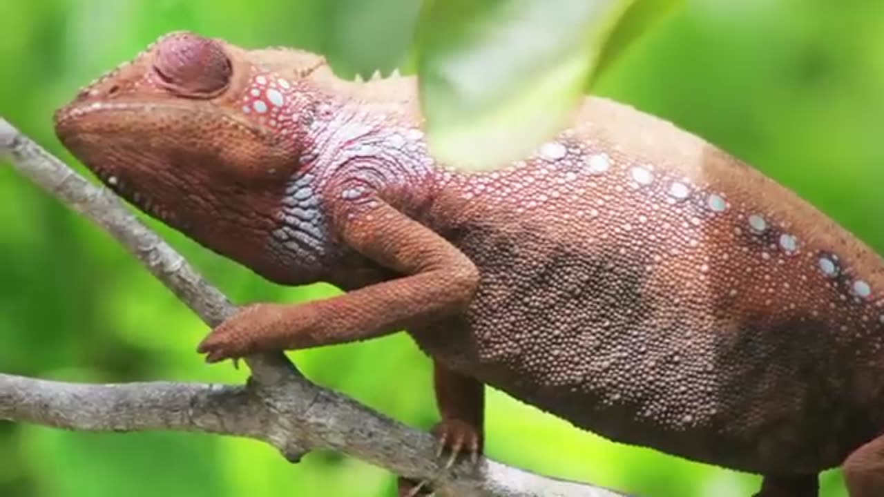 Chameleon Changing Color