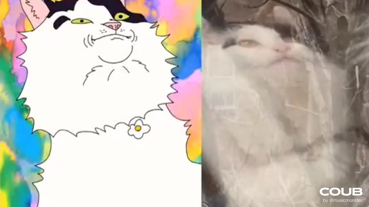 Best funny animal