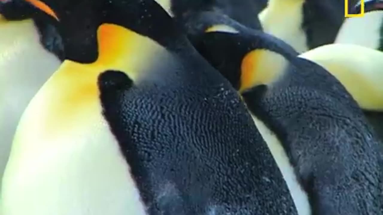 Penguin Parent Patrol | National Geographic