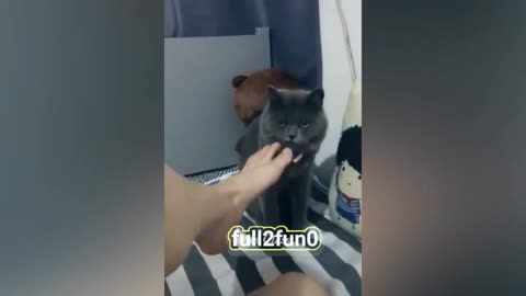 funny pet animals stinks😂🤣