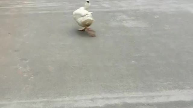 amazing duck funnyanimal dance...