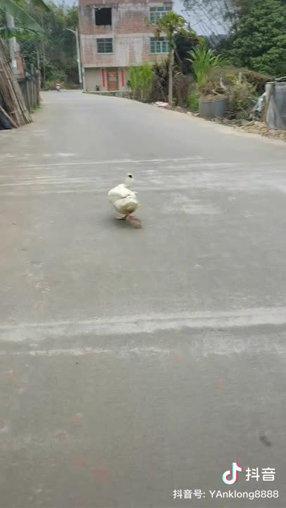 amazing duck funnyanimal dance...