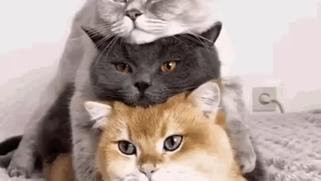 Cute Cat Gif
