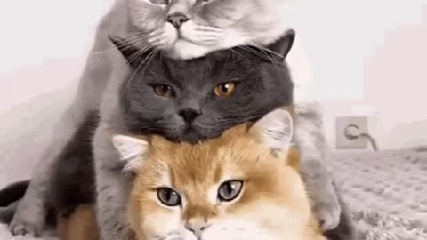 Cute Cat Gif
