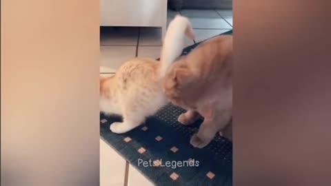 Cats funny moments 😂