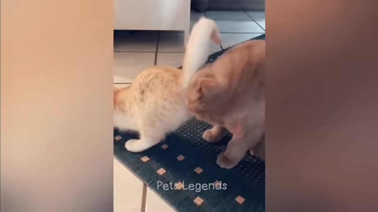 Cats funny moments 😂