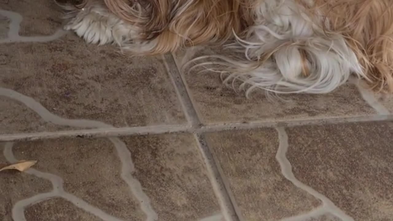 the highest a chick_has ever climbed