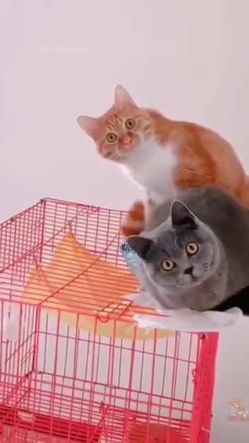 Most funniest Cats funny cat videos 😂