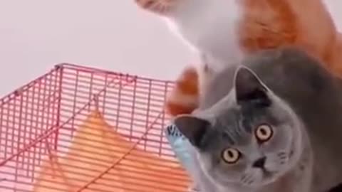 Most funniest Cats funny cat videos 😂