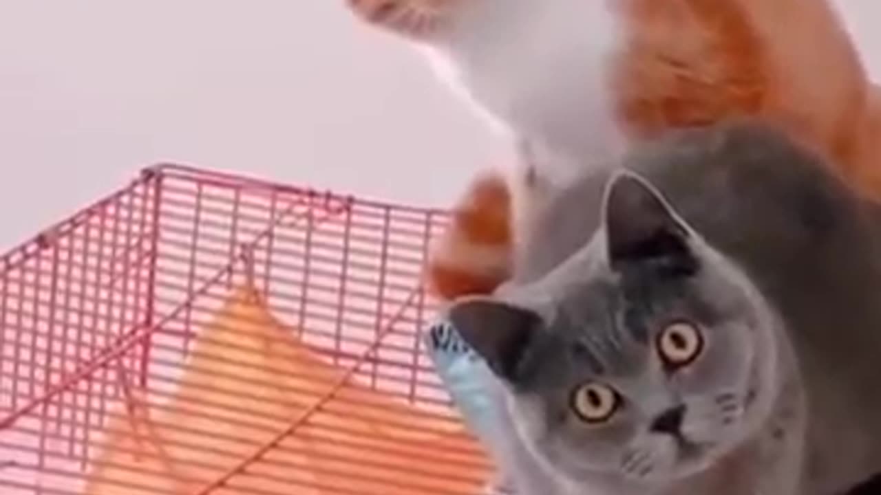 Most funniest Cats funny cat videos 😂