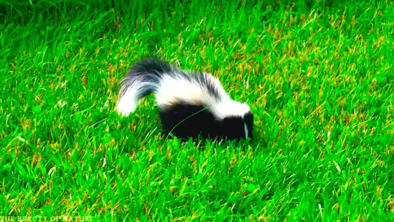 Skunk