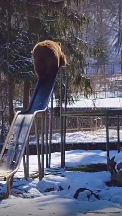 funny panda animmals