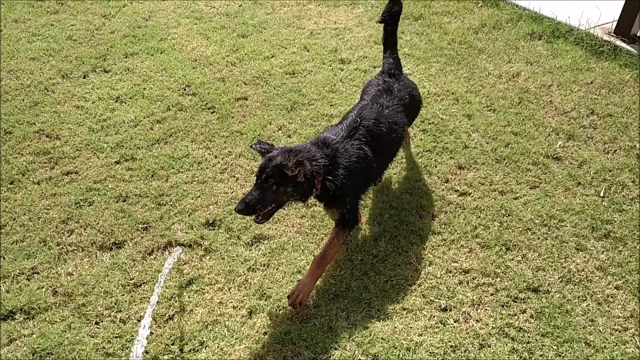 Sadie vs Water Hose (german shepherd)