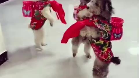 Funny dogs dancing