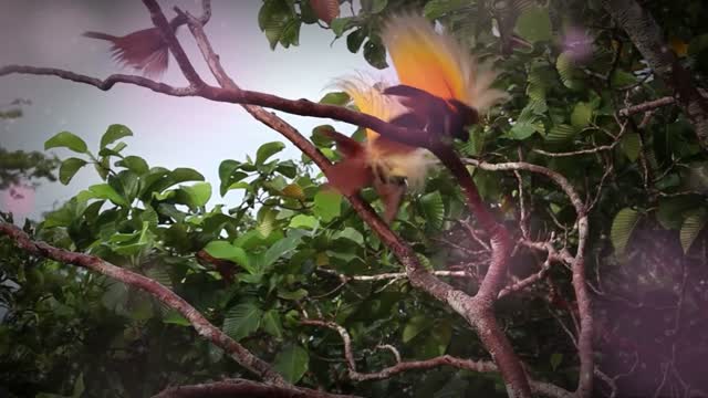 The beauty of dancing birds from the tropical forest