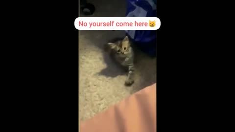 funny cats