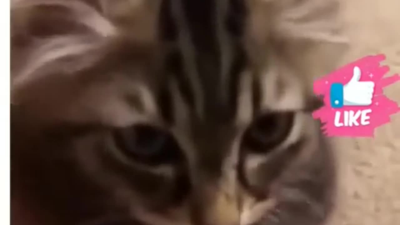 Funny cat video 😂