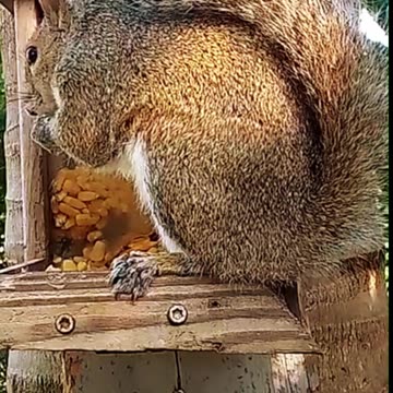 The little fella only likes the pointy part of the corn.