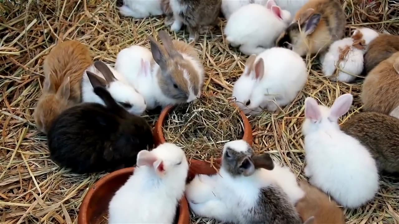 cute rabbit baby playing #youtubeshorts #animals #trending