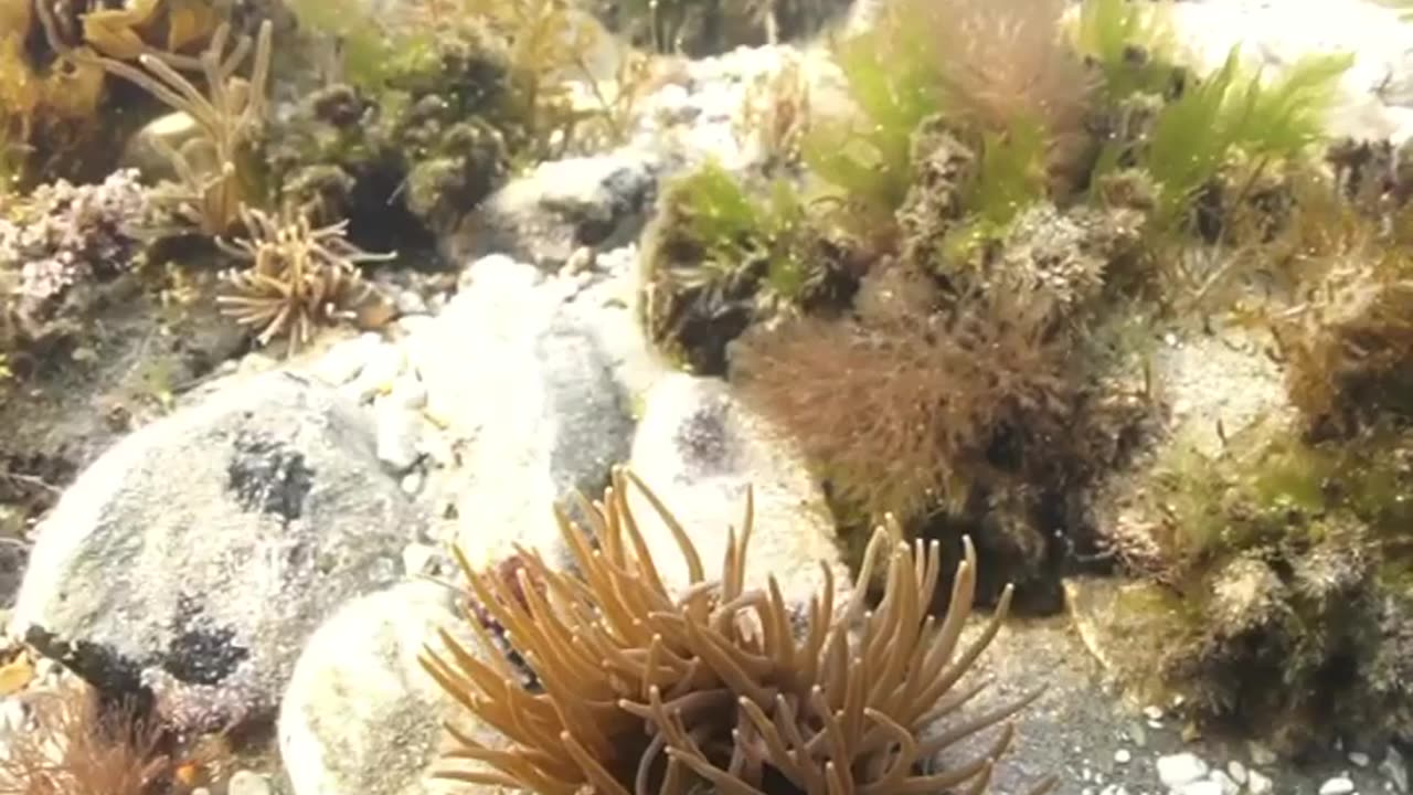 Wildlife