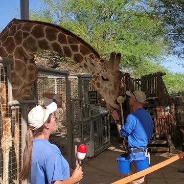 Wonderful and Cute Giraffe