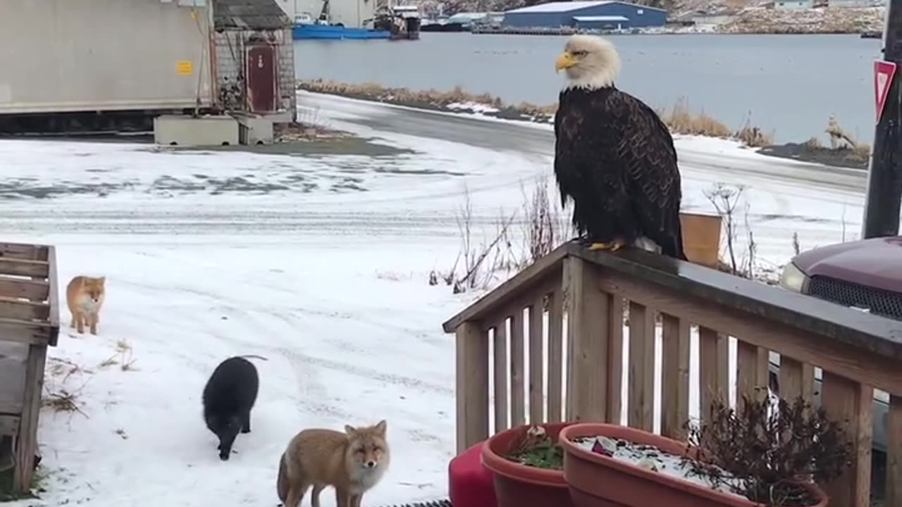 Alaskan wildlife is crazy 😮