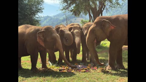 Joyce And The Elephants