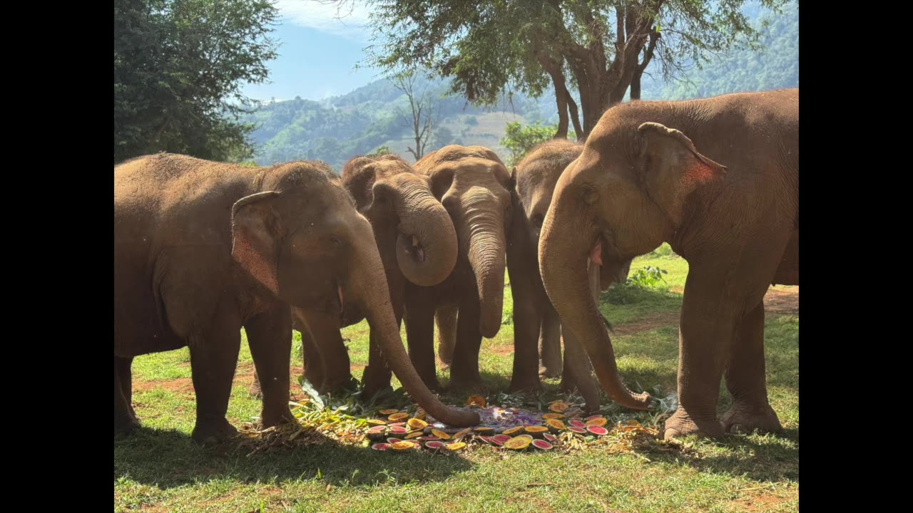 Joyce And The Elephants