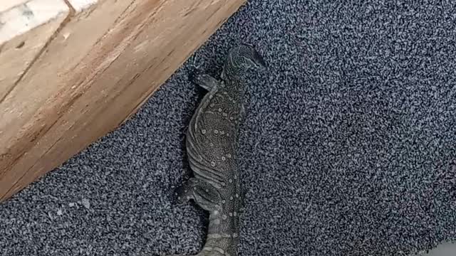 Steve the Nile monitor